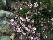 21 Silene a cuscinetto (Silene acaulis) 